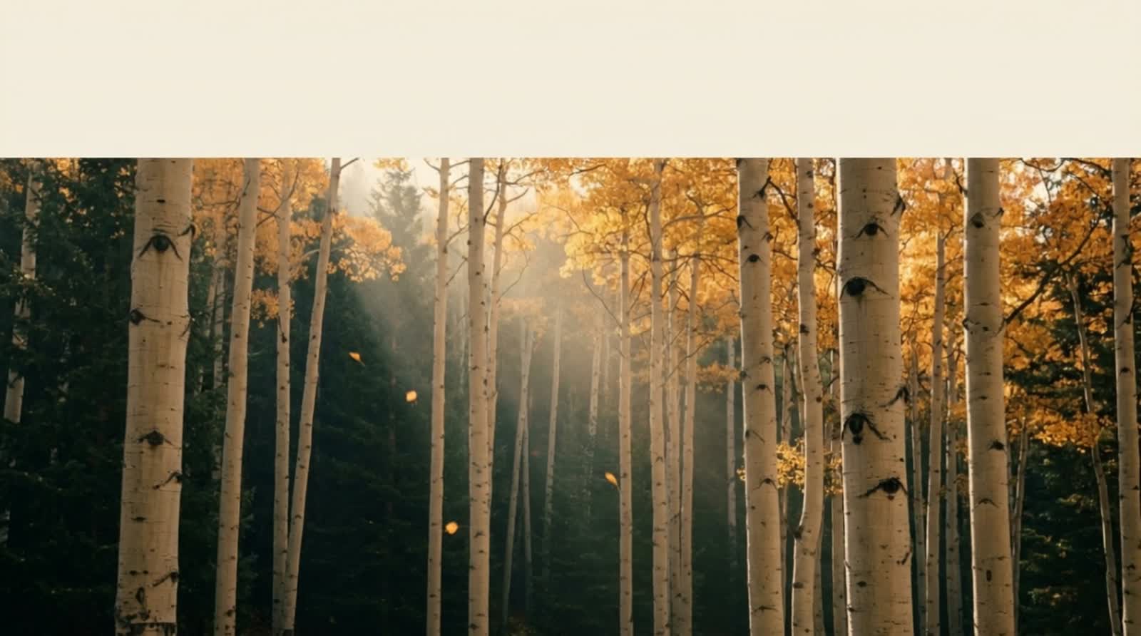 Golden aspen grove at sunrise